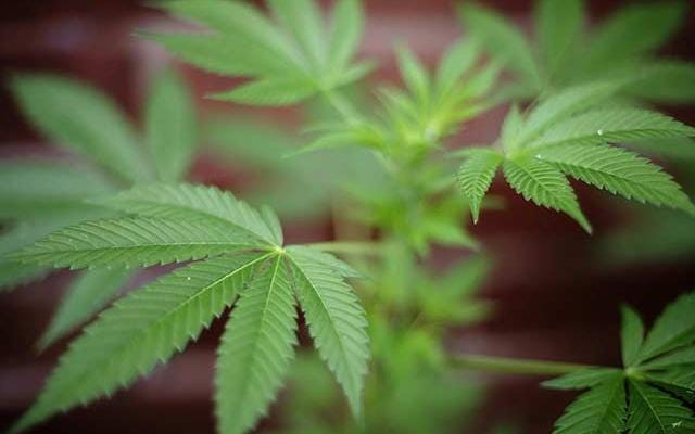 #NEW Democrats Upgrade Marijuana Platform to Include “Pathway to Future Legalization.