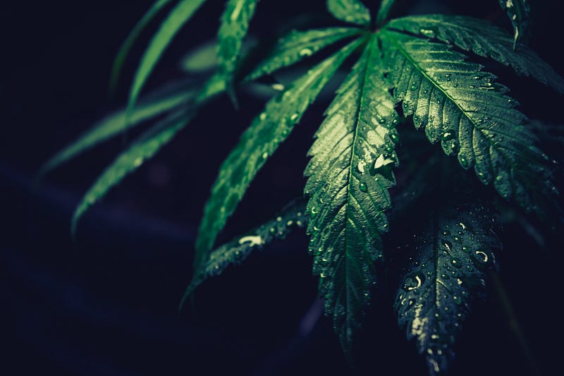 Cannabis-Enhanced Recipe: Whipped Body Butter