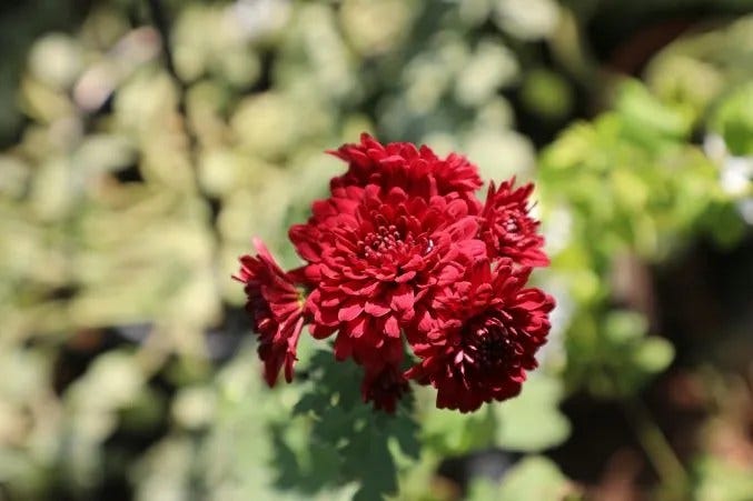 A Complete Guide to Red Flowers and Their Meanings