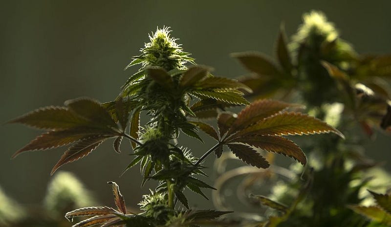 Marijuana Growers, Processors Face Complex Rules #growers #oregon #recreational #USA