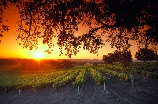 Using #IoT solutions 2 understand the needs of grapevines #FutureMaker #wine #agriculture