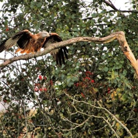 Scottish Birds Continue Stealing Large Amounts of Underwear