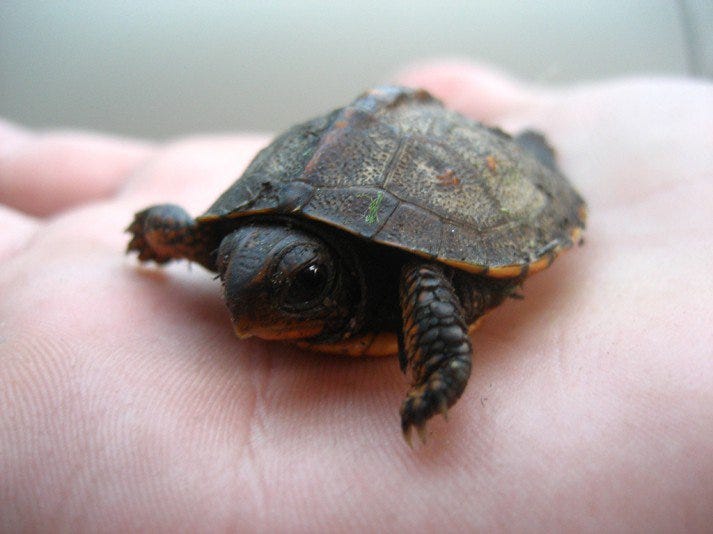 Turtle