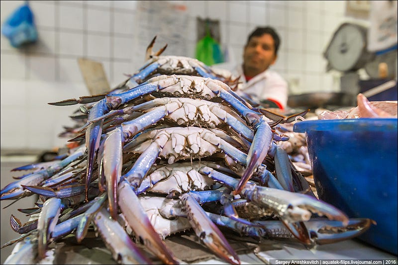 Kuwait Fishmarket / Рыбный рынок в Кувейте