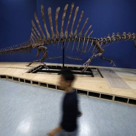 The Spinosaurus is a Dinosaur-Sized Mystery