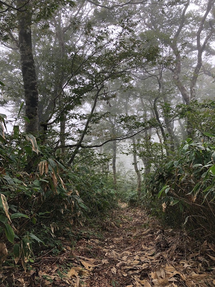 Where the bamboo and beech forests of Okina-san merge