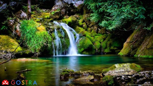 Amazon Rainforest