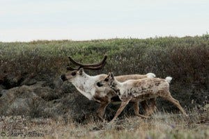Earth Day: Cool Creatures