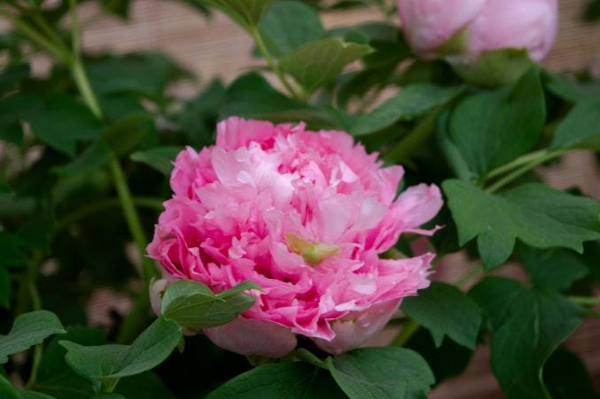 Flower Meanings Guide: Symbolism of Popular Flowers Explained