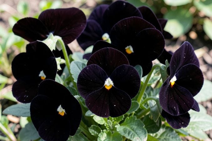 Black Flowers Explained: Meaning, Types & Stunning Flower Arrangements