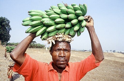 A Rwandan refugee carries a stalk of bananas on his head in the Kibumba refugee camp. He joined over 1.2 million other refugees who fled into the refugee camps after civil war erupt; National Archives at College Park --- Still Pictures , Public domain, via Wikimedia Commons