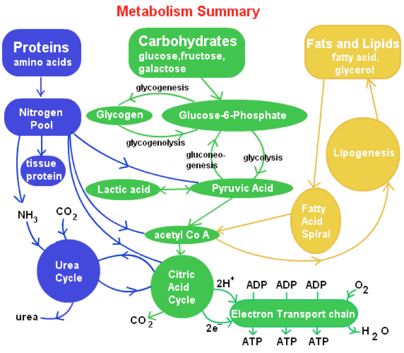 The Science Behind Fat Metabolism KetoSchool