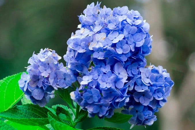 Curious About Blue Flowers? Here’s What You Should Know
