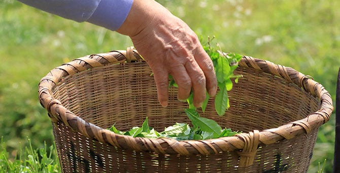 japanese-tea-hand-picking-2