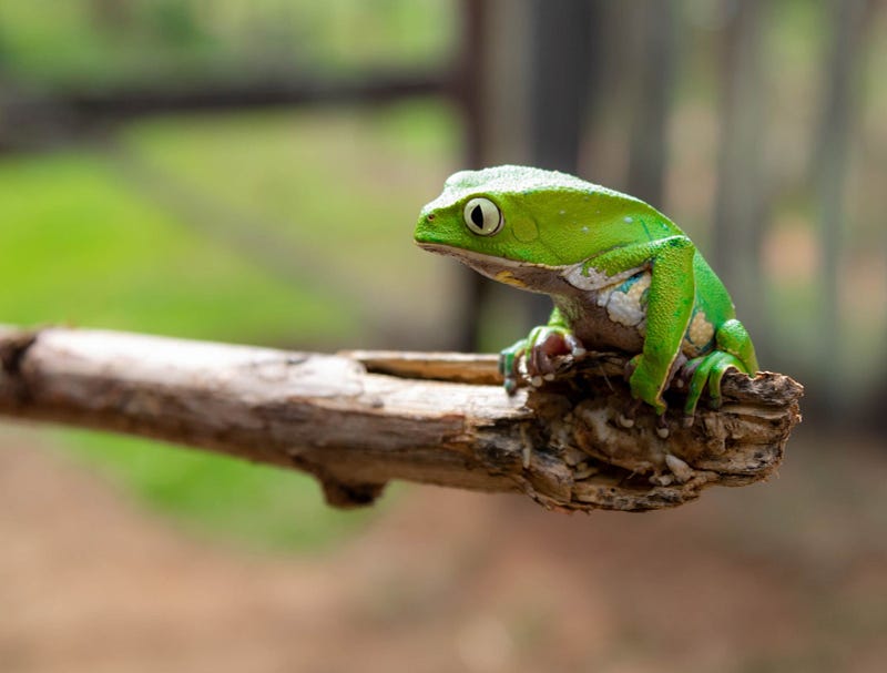 a green frog sitting on a stick