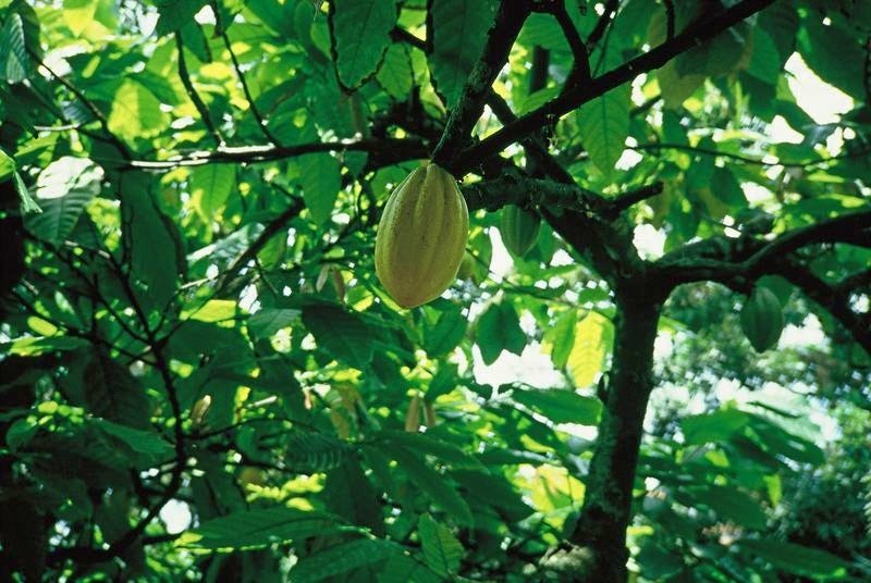 young cacao tree