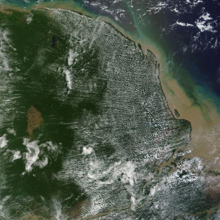 Huge coral reef discovered at Amazon river mouth