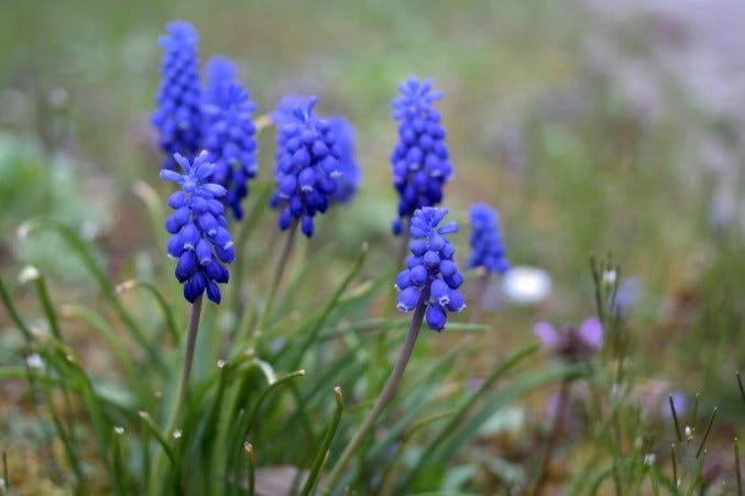 Curious About Blue Flowers? Here’s What You Should Know