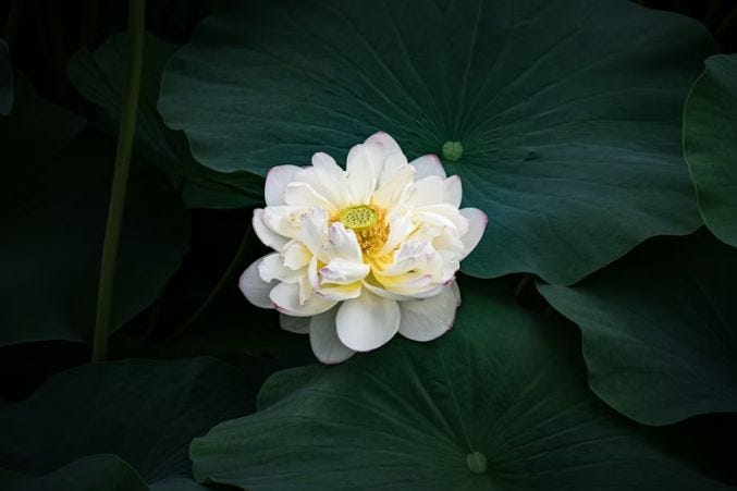 Beautiful Japanese Flowers Names and Their Symbolic Meaning