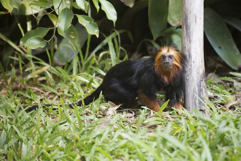 Golden Lion Tamarin
