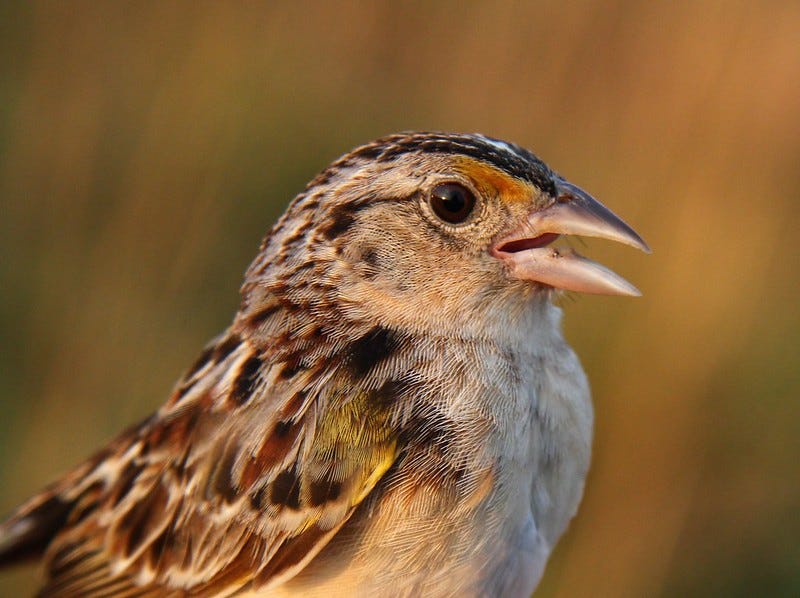 Florida grasshopper sparrow