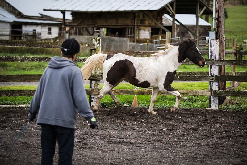 Forrest lunges Obi in the round pen. He uses body language and the lunge whip to signal Obi to stop, go or change speeds. Program participants use this exercise to make sure the horse is listening to them and to form a connection between them and the horse.