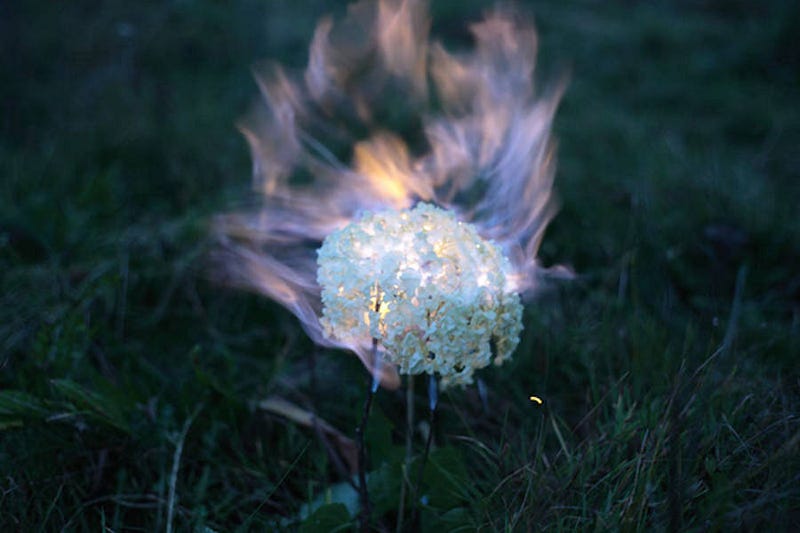 fireflowers-10-900x600