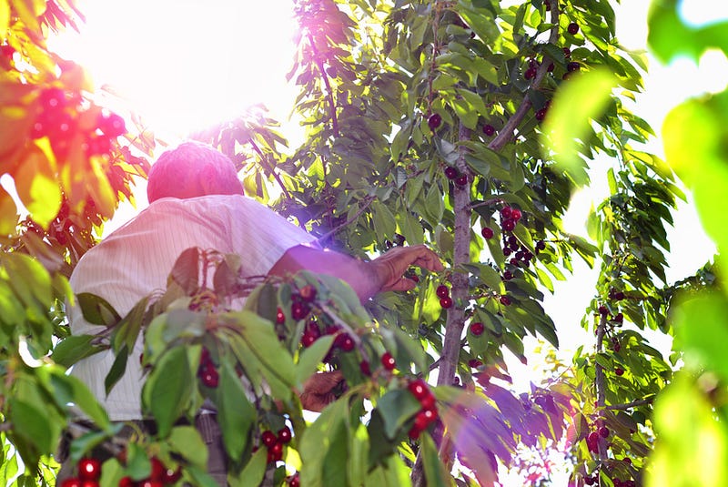 Cherry picking is a popular activity for visitors in Brentwood, CA.