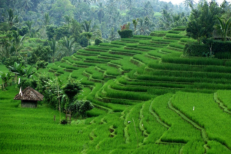 sawah-sawah cantik - pupuan