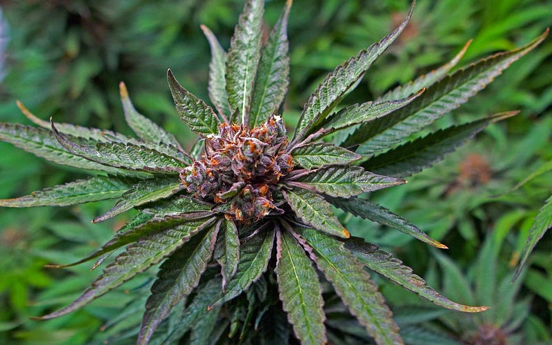 You're always saying I need a hobby. Grow Q&A: I Wanna Grow Weed, But My Parents Hate It.