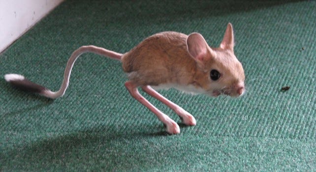 awesome-facts-about-the-jerboa-the-fact-site