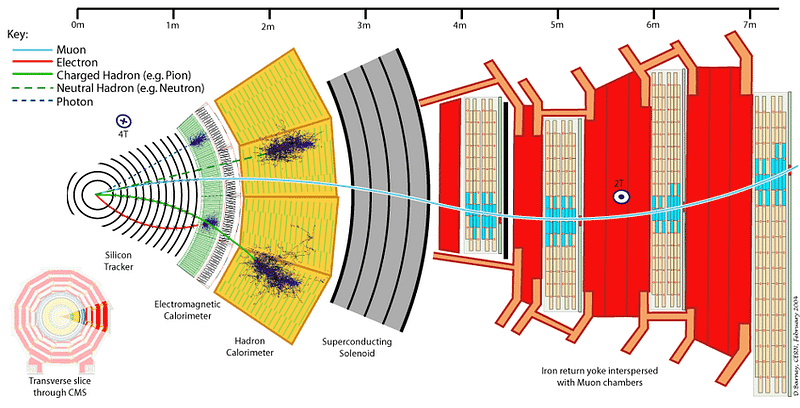 Cross-section of the CMS detector at LHC with its 5 distinct parts