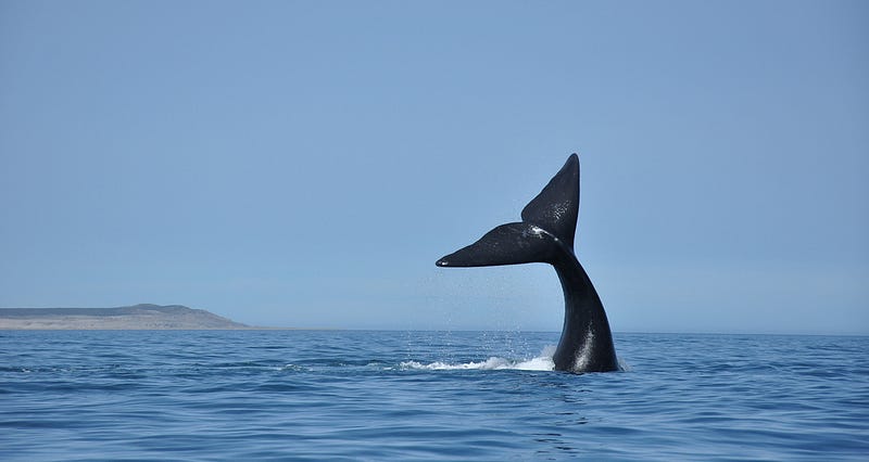 Baleia_puerto-madryn