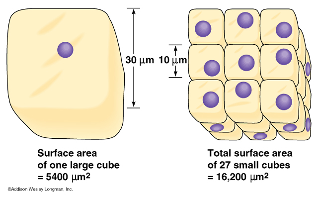 osmosis-and-surface-area-volume-relationships-linzel-medium