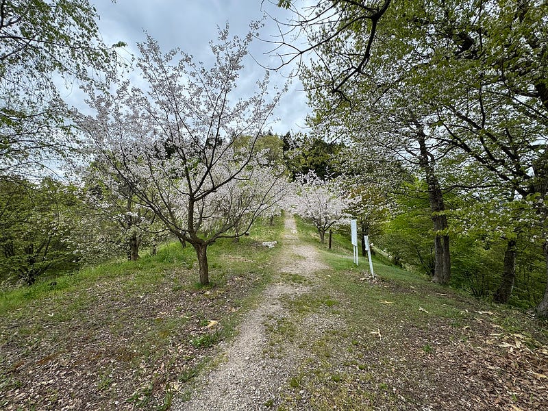 Sakura trees line the trail up Shiro-yama
