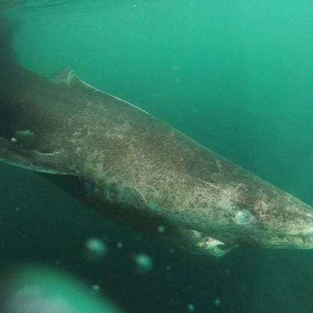 Talk About An Ancient Mariner! Greenland Shark Is At Least 272 Years Old