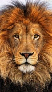 entrepreneur lion