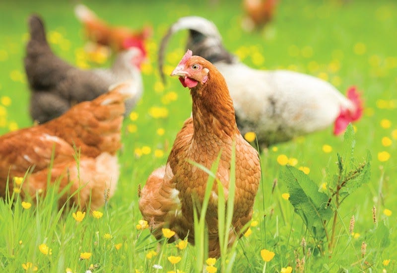 Free-range chickens in a field