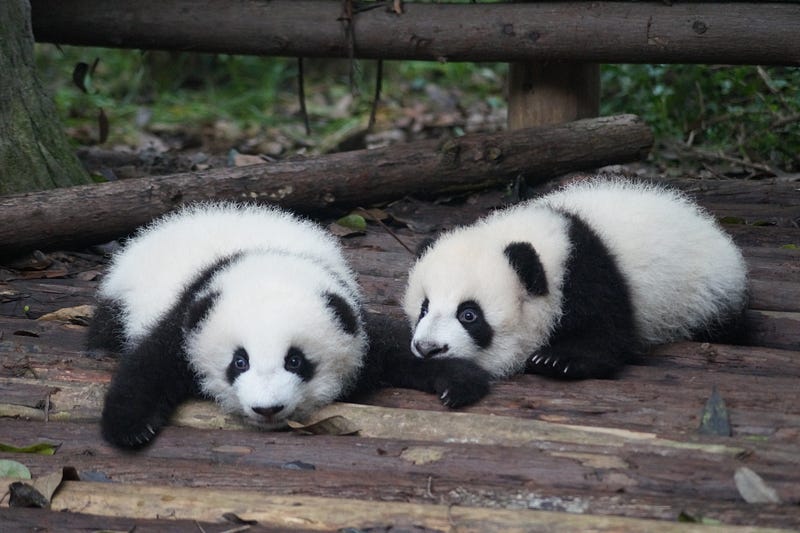 Make Your Pandas Operations 3800x Faster!