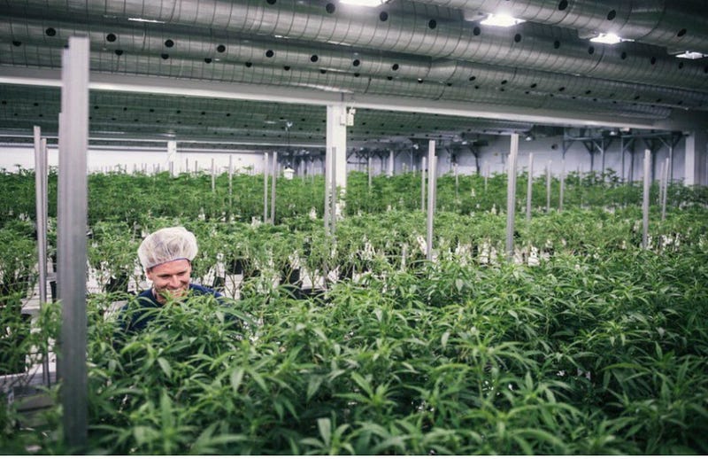 Legal Weed #Market Won’t Need #Billboard Ads to Thrive, says Pot Producer #advertising #USA