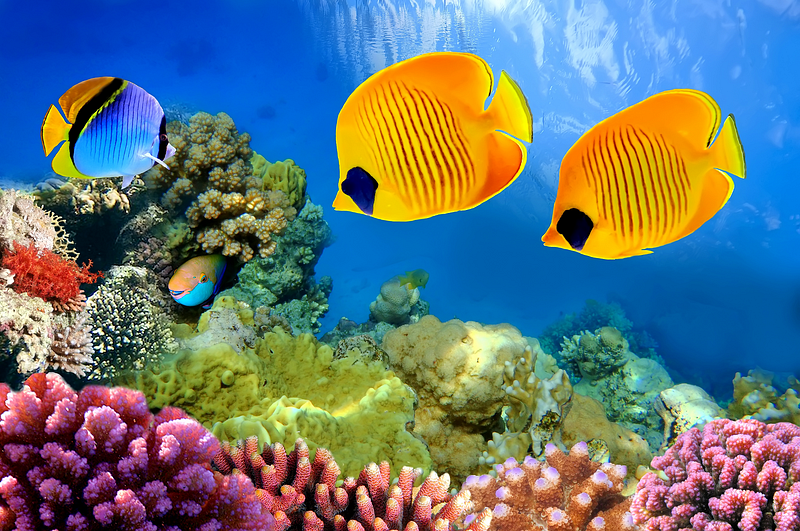 30 Fascinating facts about Tropical Fish - The Fact Site