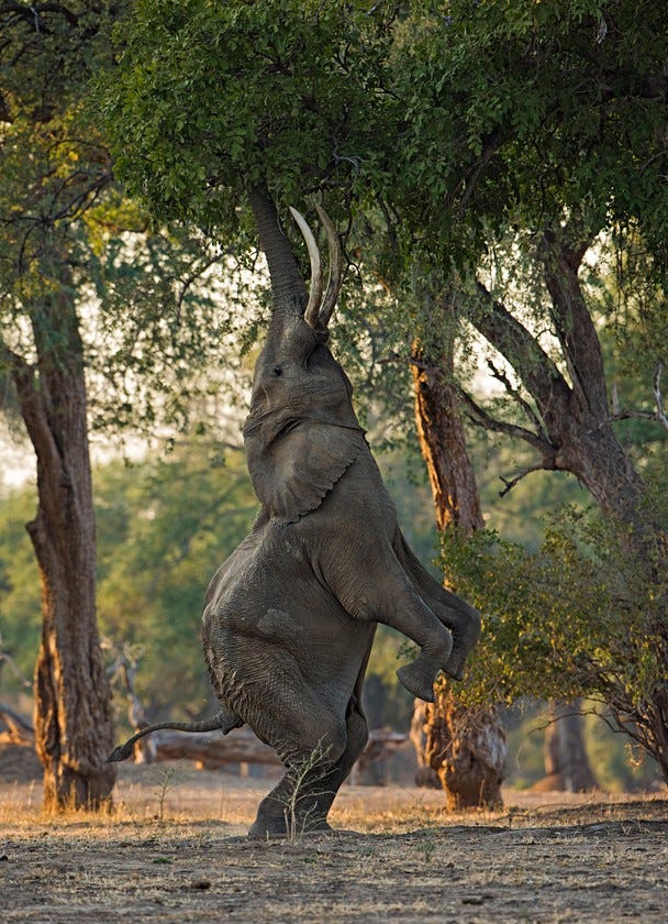 Elephants: A fine Balance