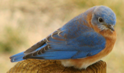 Pasted_Image_4_28_16__8_13_AM