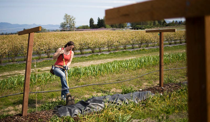 Anne Baxton, owner of Arguta Farms, tends to her kiwi farm located near Burlington.