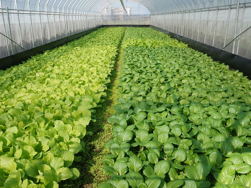 信勢網室有機蔬菜園一片綠意盎然，種植十多種葉菜類-1.jpg