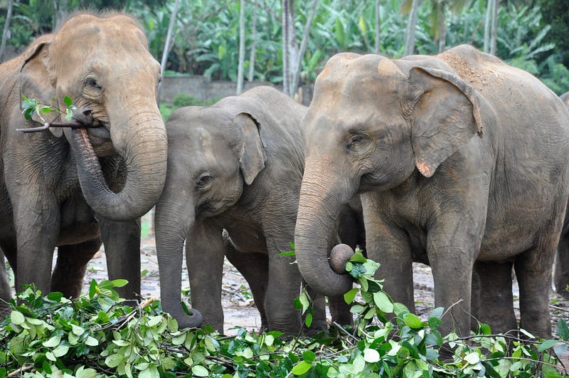 10 Amazing Facts About Elephants Diet