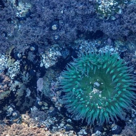 The Great Barrier Reef Is in Great Danger - Schooled by Science