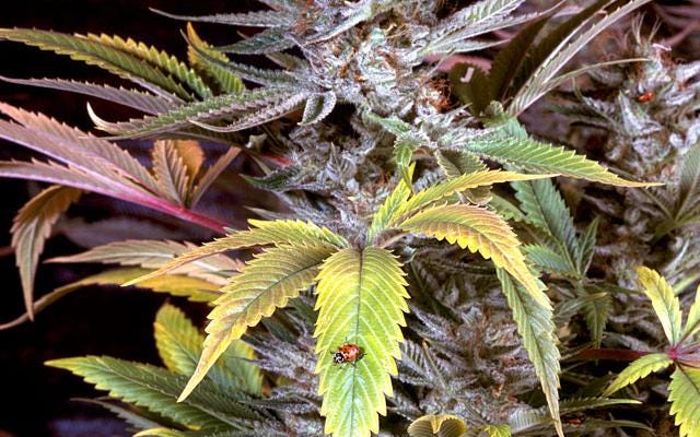 How to Tell a Sativa from an Indica Right Through the Bag. Like a G.
