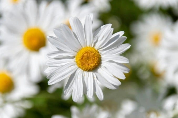 Daisies Meaning, Symbolism, Types & Stories with Each Petal