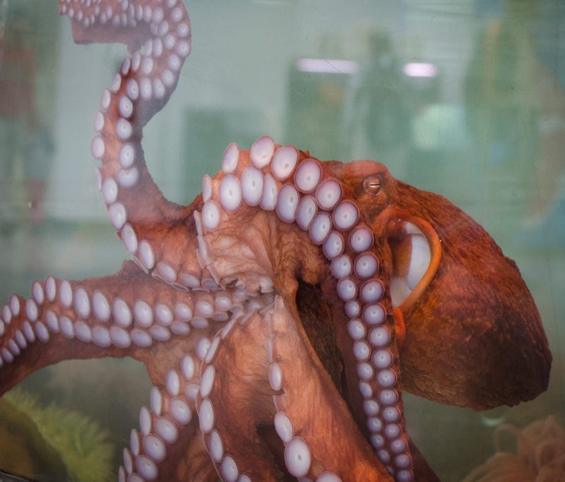 Giant pacific octopus presses against the glass on a tank. Its underside and tenticles are on display.